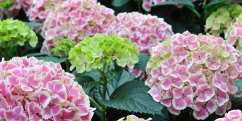 Zašto hortenzije suše lišće oko ivica